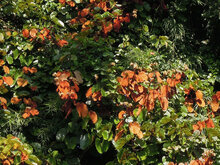 Goldblatt-Bauhinia (Phanera aureifolia)