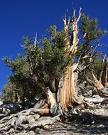 Bristlecone-H&ouml;hle (Pinus longaeva)