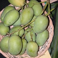 Sri-Lanka-Mango (Mangifera zeylanica)