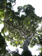 Sri-Lanka-Mango (Mangifera zeylanica)