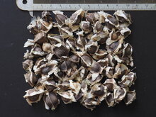 Moringa (Moringa oleifera)