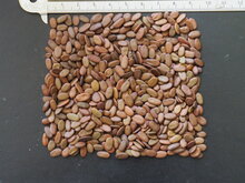 Persischer Schlafbaum (Albizia julibrissin &#039;E.H. Wilson&#039;)