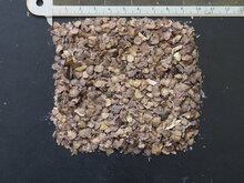 Blauer Jacaranda (Jacaranda mimosifolia)