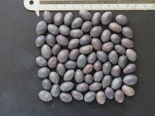 Indischer Lotus (Nelumbo nucifera)