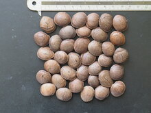 Sacha Inchi (Plukenetia volubilis)