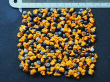 Speerf&ouml;rmige Paradiesvogelblume (Strelitzia juncea)