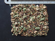 Kapernstrauch (Capparis spinosa)