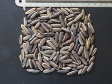 Flammenbaum (Delonix regia)