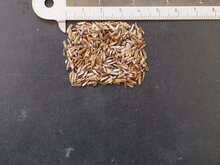 L&ouml;wenohr (Leonotis leonurus)