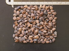 Wurstbaum (Kigelia africana)