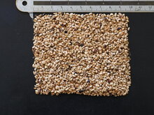 Mate (Ilex paraguariensis)