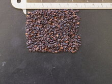 Fledermausblume (Tacca chantrieri)