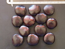 Afrikanisches Traumkraut (Entada rheedii)