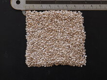 Sesam (Sesamum indicum)