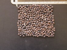 Kapokbaum (Ceiba pentandra)