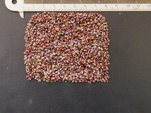 Telegraphenpflanze (Desmodium gyrans)