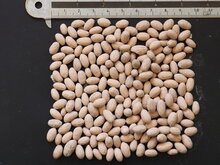 Europ&auml;ische Olive (Olea europaea)