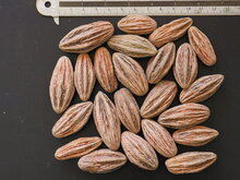 Taschentuchbaum (Davidia involucrata)