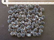 Schwarzer Perlenbaum (Majidea zanguebarica)