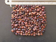 Goldene Champaca (Magnolia champaca)