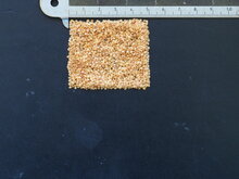 Andenbeeren (Physalis peruviana)