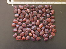 Tamarinde (Tamarindus indica)