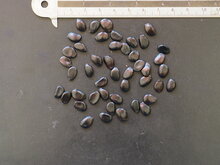 Gurkenstrauch (Decaisnea fargesii)