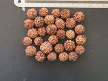 Blauer Quandong (Elaeocarpus angustifolius)