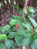Indisches Blumenrohr (Canna indica)