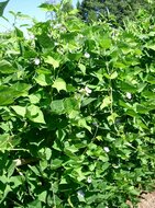 Fl&uuml;gelbohne (Psophocarpus tetragonolobus)