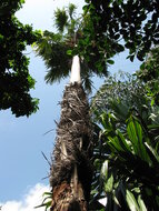 F&auml;cherpalme (Saribus rotundifolia)