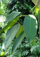 Moendoe (Garcinia xanthochymus)