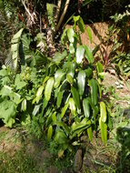 Moendoe (Garcinia xanthochymus)