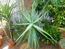 Katzenbart-Aloe (Aloe castanea)