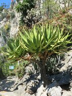 Katzenbart-Aloe (Aloe castanea)