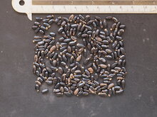 Mudgee-Akazie (Acacia spectabilis)