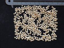 Bhut Jolokia-Chili (Capsicum chinense &#039;Bhut Jolokia&#039;)