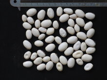 Jackbohne (Canavalia ensiformis)