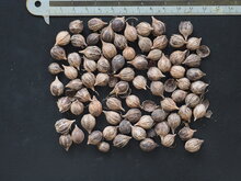 Seetraube (Coccoloba uvifera)