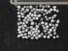 Hiobstr&auml;nen (Coix lacryma-jobi)