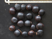 Seeportemonnaie (Dioclea reflexa)