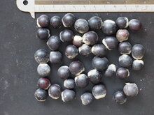 Seifenbeere (Sapindus saponaria)