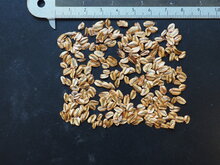 Mammutbaum (Sequoiadendron giganteum)