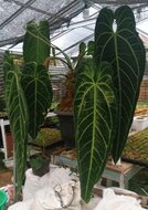 K&ouml;niginnen-Anthurium (Anthurium warocqueanum)