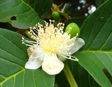 Guave (Psidium guajava)