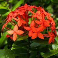 Pfauenblume (Ixora coccinea)