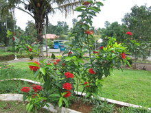 Pfauenblume (Ixora coccinea)