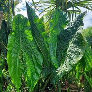 Cyrtosperma (Cyrtosperma timikense)