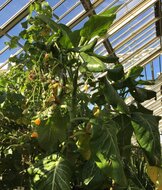 Kohlbaum (Dendroseris litoralis)