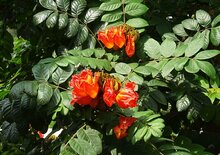 Afrikanischer Tulpenbaum (Spathodea campanulata)